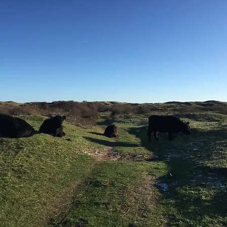 Little Lighthouse Texel 德科克斯多普