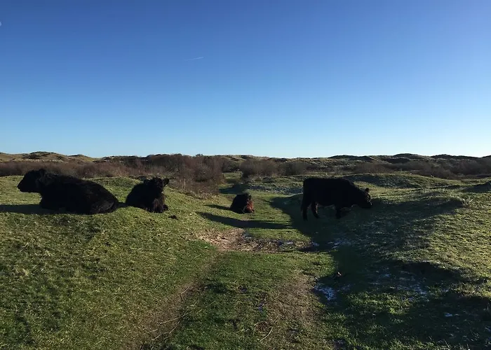 Little Lighthouse Texel De Cocksdorp (Texel)